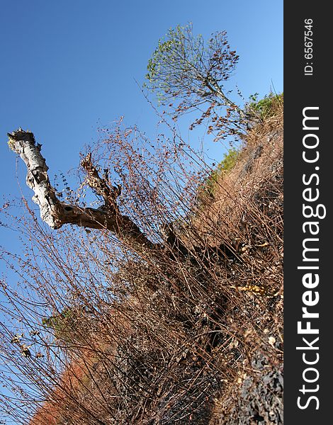 Kupang savanah, indonesia. the image represent the contrast between the live and dead in this case are the plants. Kupang savanah, indonesia. the image represent the contrast between the live and dead in this case are the plants