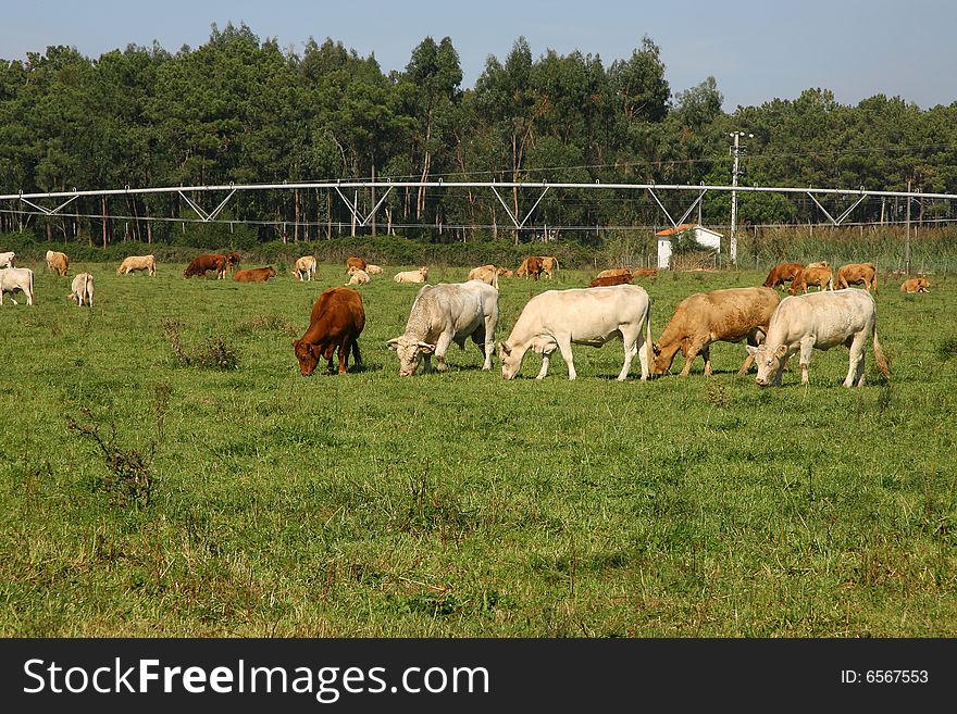 Cows to graze in a field pig