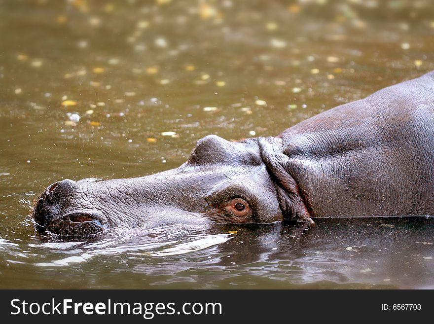 Hippo with head above water. Hippo with head above water