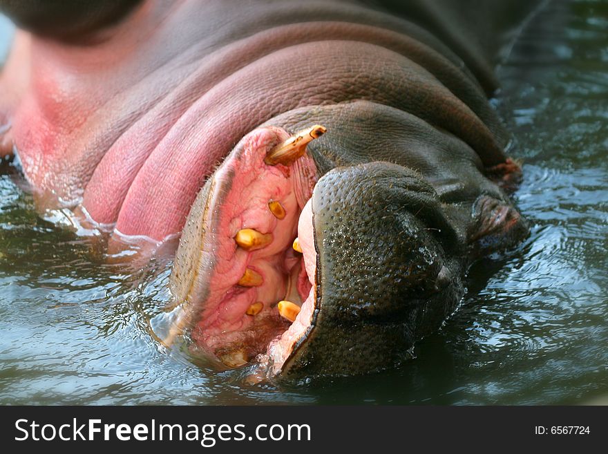 Hippo with head above water. Hippo with head above water
