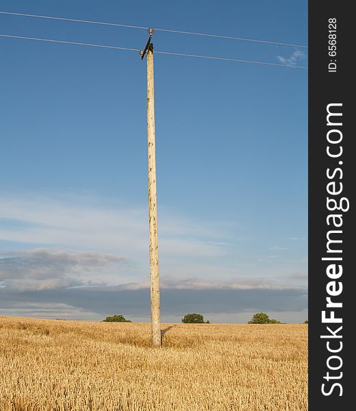 A telegraph pole stands in the middle of a cornfield. A telegraph pole stands in the middle of a cornfield