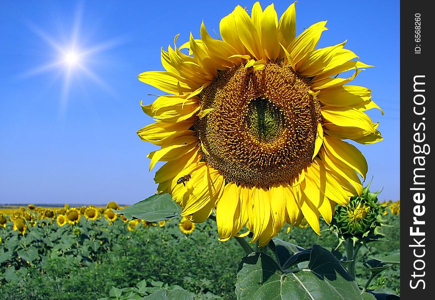 Sunflower field