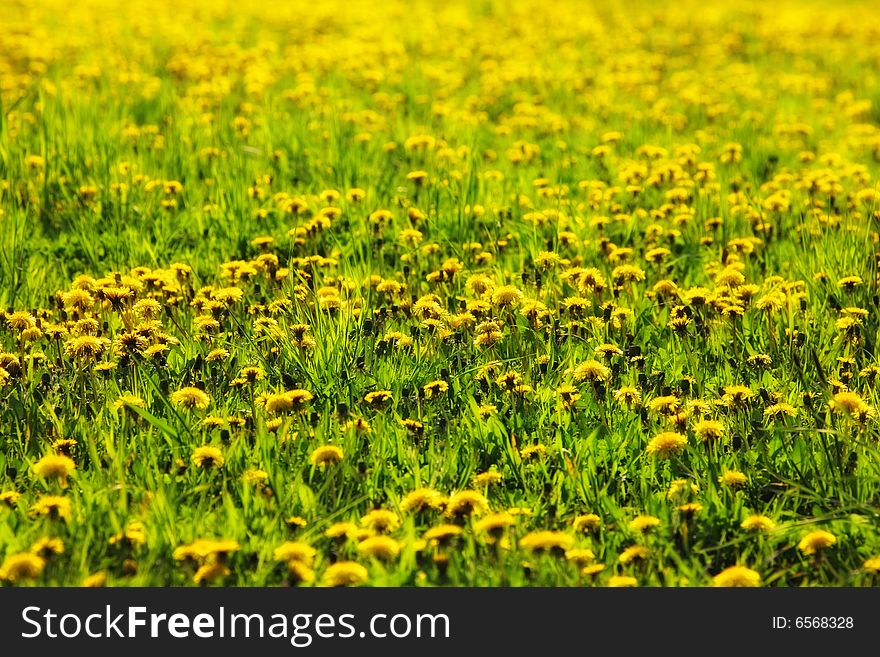 Photograph of Dandelion meadow in spring