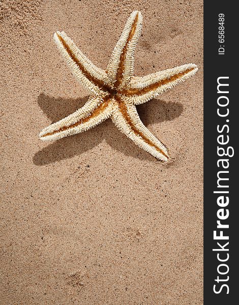 Starfish on a beach sand