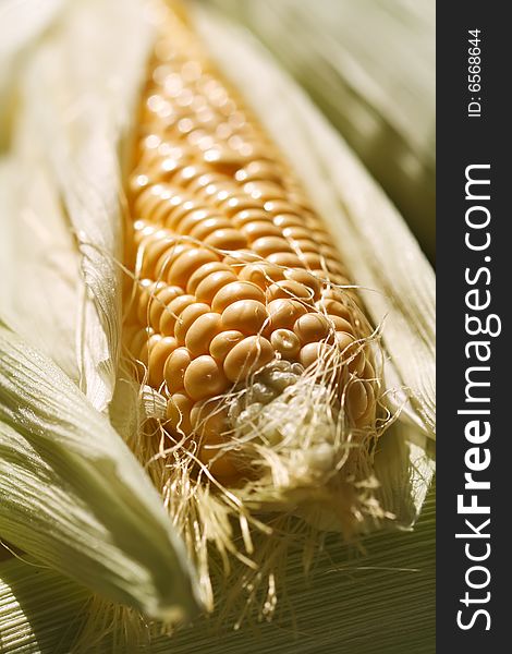 Fresh corncob sweetcorn with leaves, shallow dof