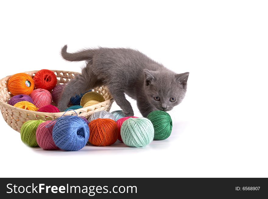 The kitten plays on a white background