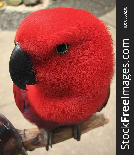 Talking red parrot at Manila Zoo.
