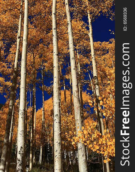 Vertical view of white bark and golden foliage of tall aspens in the fall. Vertical view of white bark and golden foliage of tall aspens in the fall