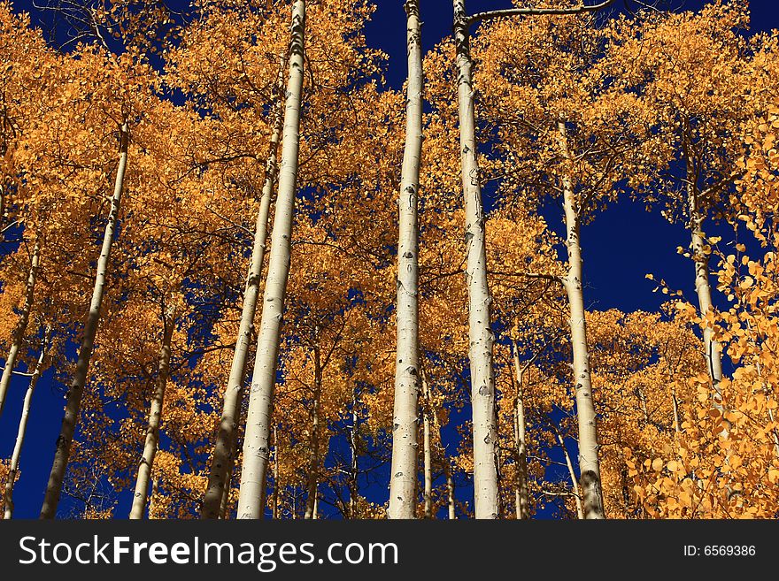 Horizontal view of white bark and golden foliage of tall aspens in the fall. Horizontal view of white bark and golden foliage of tall aspens in the fall