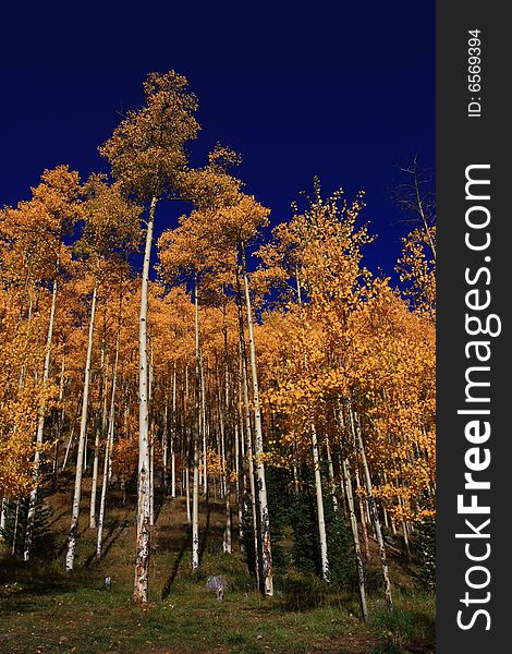 Vertical view of tall golden aspens on early fall morning. Vertical view of tall golden aspens on early fall morning