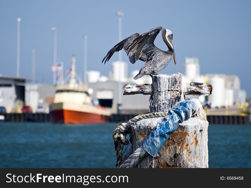 A brown pelican drying his feathers in the gulf breeze with port view in background. A brown pelican drying his feathers in the gulf breeze with port view in background.