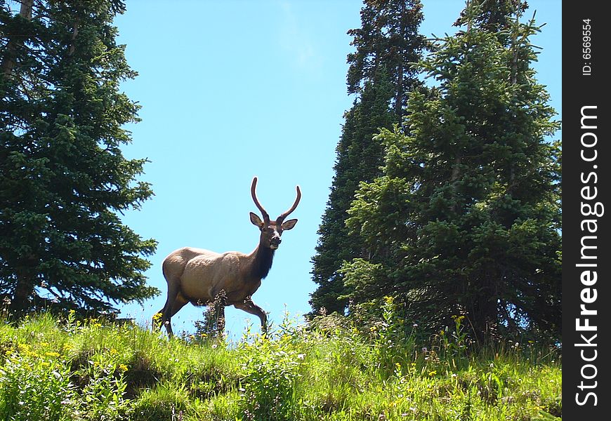 Spike bull elk in Rocky Mountain National Park. Spike bull elk in Rocky Mountain National Park