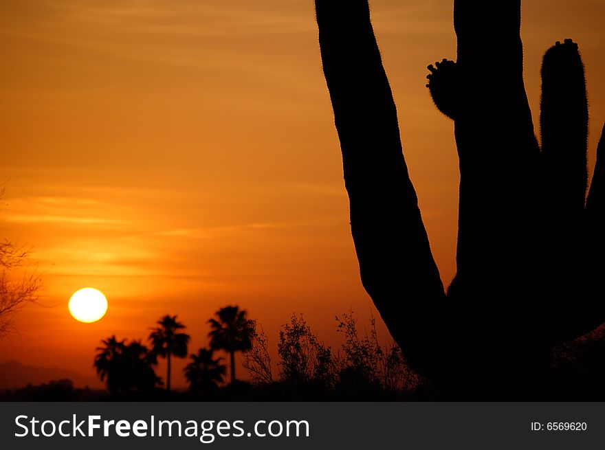 A saguaro back lit by a beautiful orange sunset