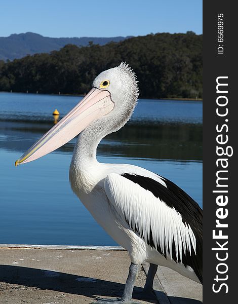 Pelican on the jetty in Narooma. Pelican on the jetty in Narooma