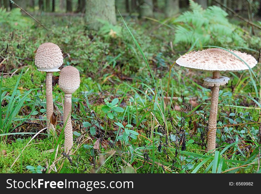 Toadstool mushroom in moss in autumn forest