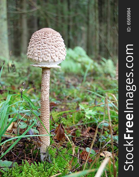 Toadstool mushroom in moss in autumn forest