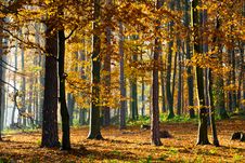 Forest Royalty Free Stock Photography Forest Royalty Free Stock Photography