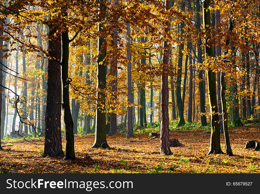 Colorful and sunny autumn forest