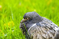 Dove Is Walking Stock Image Dove Is Walking Stock Image