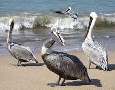 Pelicans Stock Photo Pelicans Stock Photo
