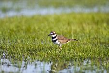 A Killdeer In A Flooded Field Stock Image A Killdeer In A Flooded Field Stock Image