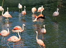 Flock Of Pink Flamingos Stock Photo