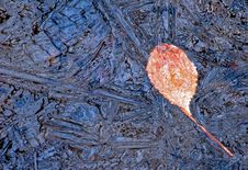 Leaf In Ice Stock Photos Leaf In Ice Stock Photos