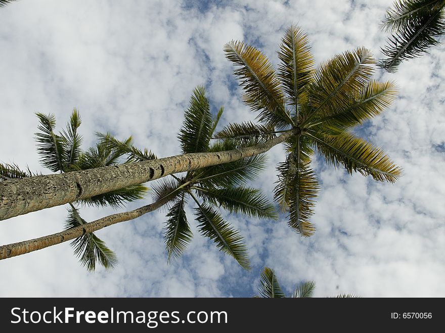 Upward view of multiple tropical palm trees. Upward view of multiple tropical palm trees