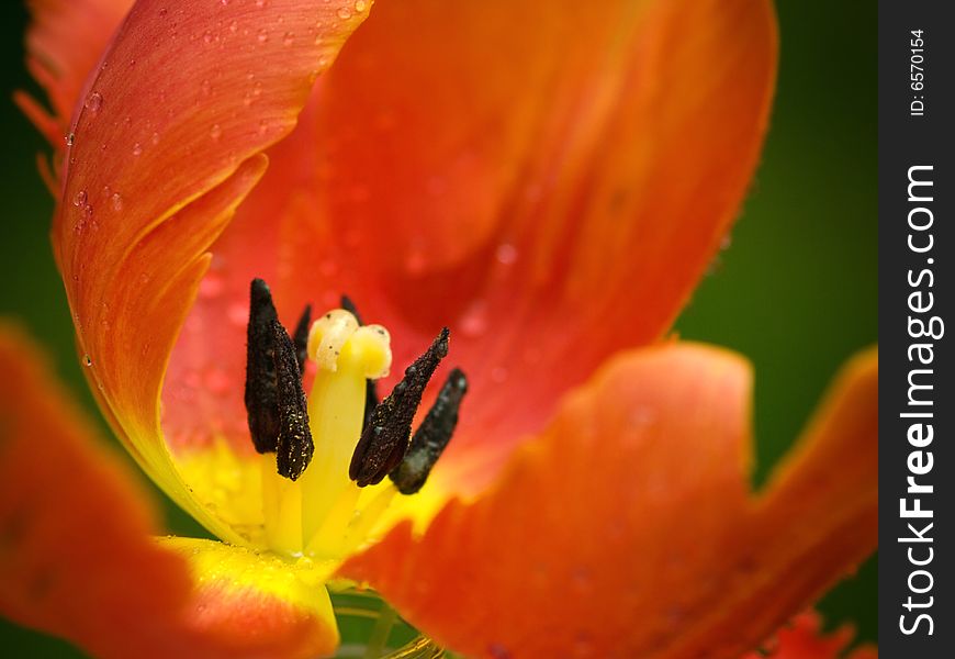 A tulip blossoms in the springtime. A tulip blossoms in the springtime.