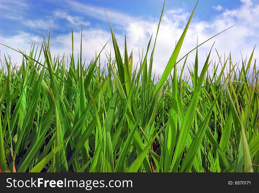 Green grass over a blue sky and clouds