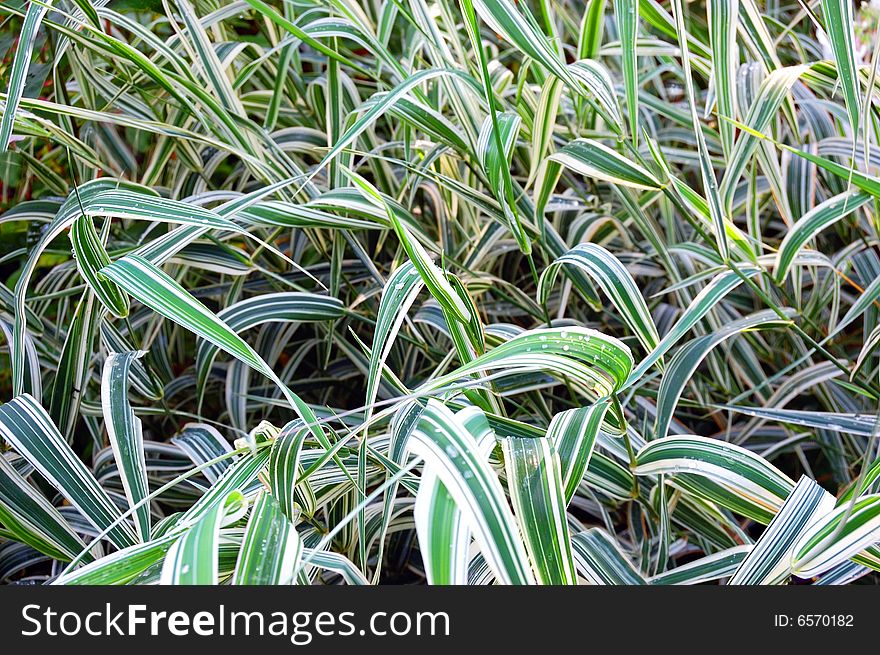 Background of green grass, close-up