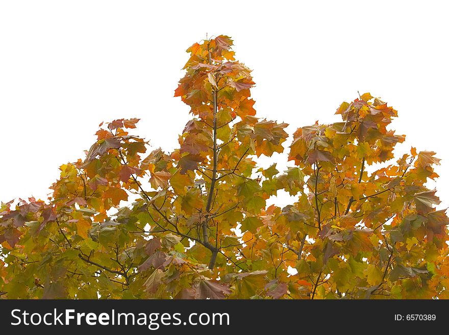 Yellow maple leaves on white ground