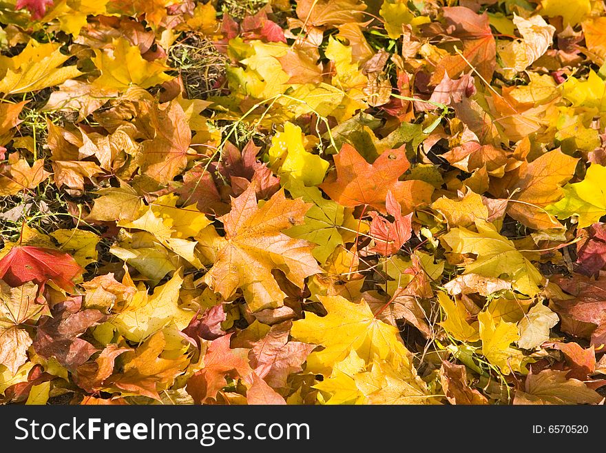 Yellow maple leaves