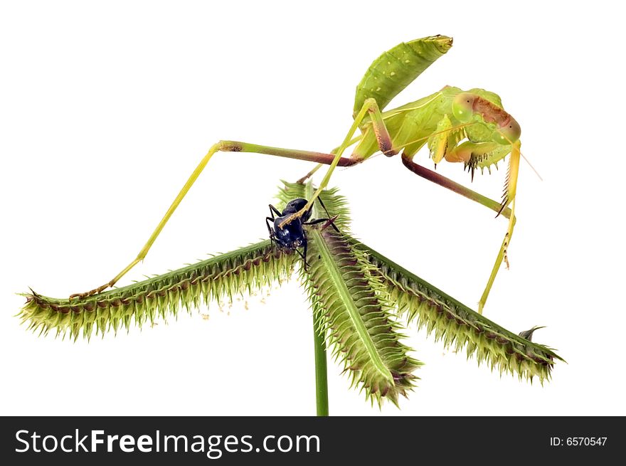 Mantis Hunting Isolated On White