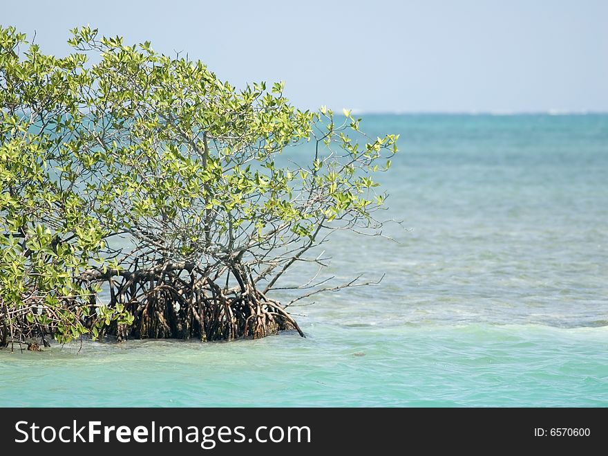 Mangrove in Caye Caulker, Belize