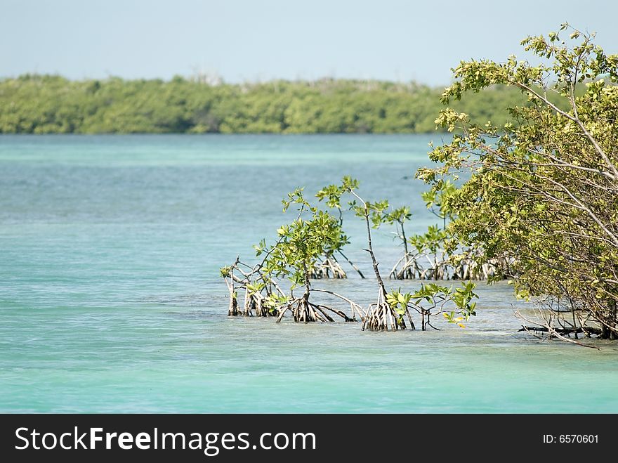 Mangrove, Caye Caulker, Belize