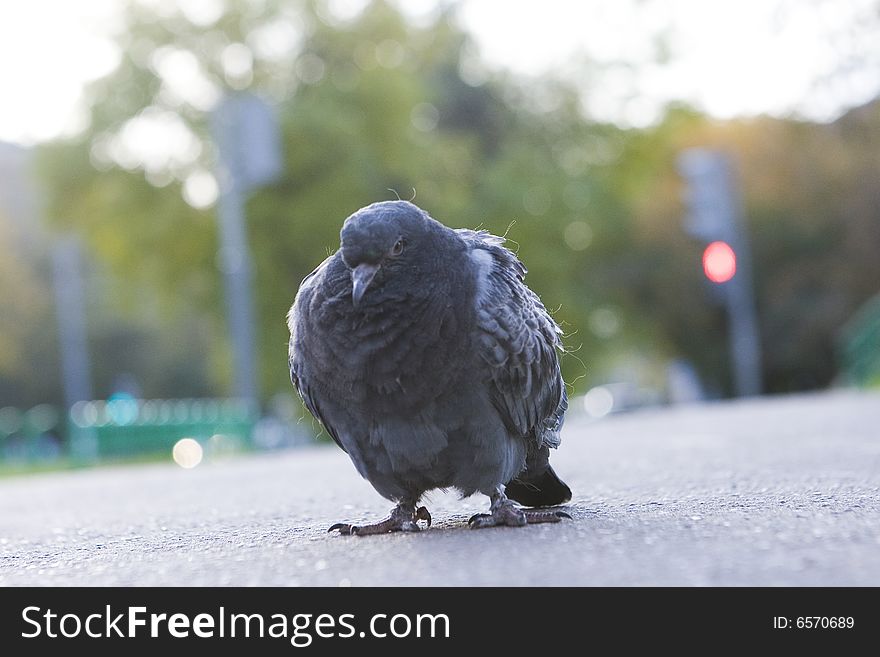 Dove Is Walking