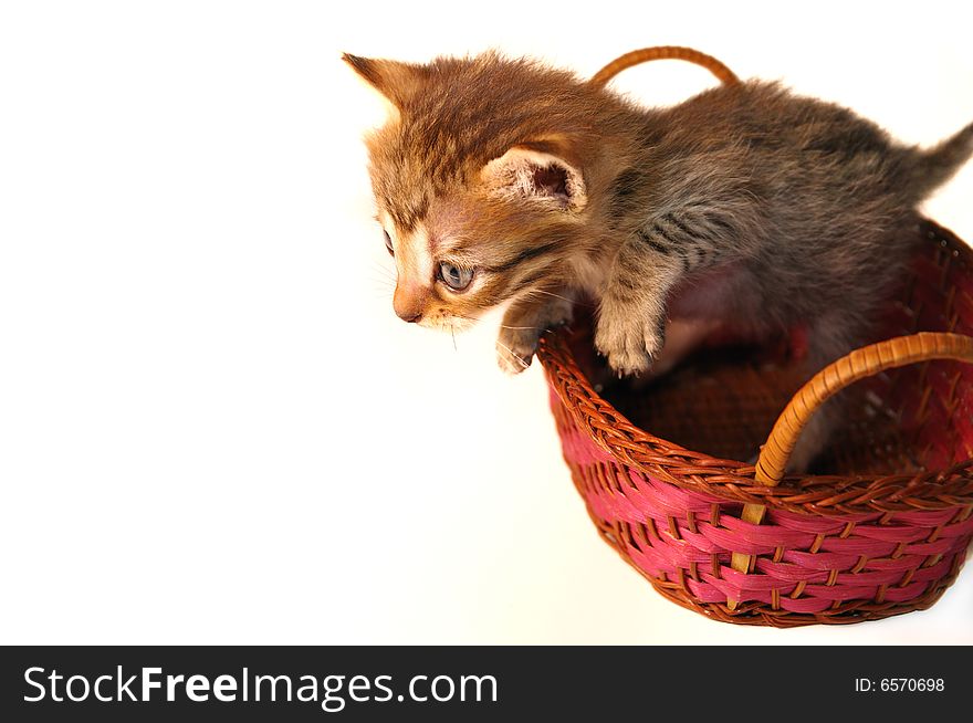 Portrait of small kitten inside a basket - isolated. Portrait of small kitten inside a basket - isolated