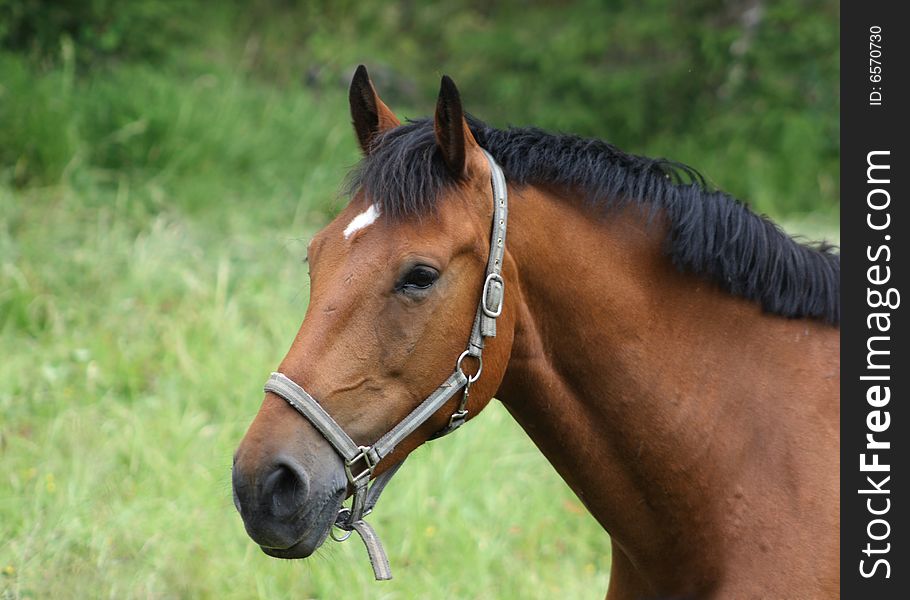 Beautiful brown horse from the side