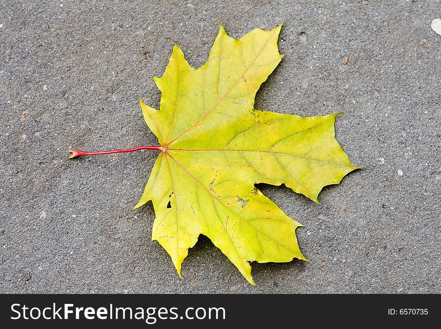 Yellow Maple Leave