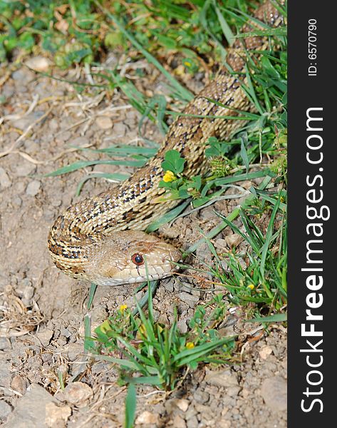 California Gopher snake, Henry coe state park, Santa Clara County, California. California Gopher snake, Henry coe state park, Santa Clara County, California