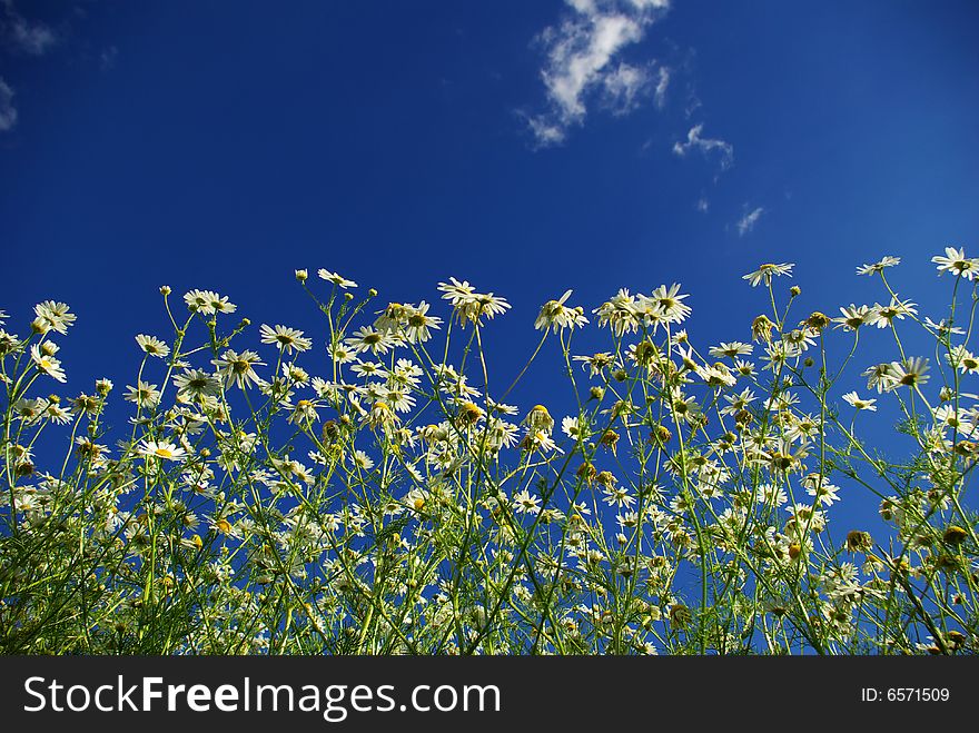 Camomiles on blue sky background