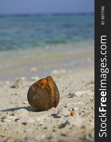 A macro shot of a coconut washed ashore on a deserted tropical beach with a lagoon in the background. A macro shot of a coconut washed ashore on a deserted tropical beach with a lagoon in the background