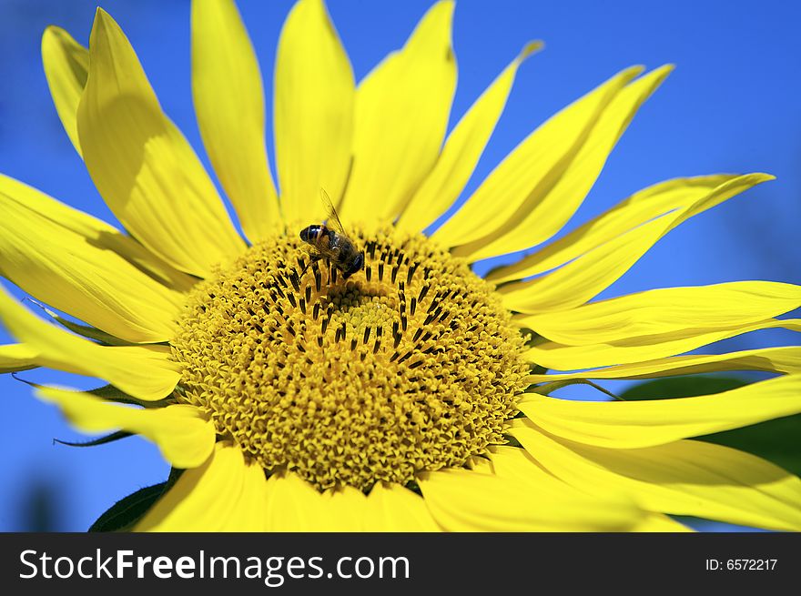 Bee pollinating sunflower close-up