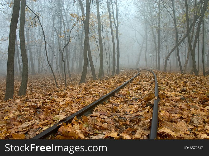 Railing In Misty Autumn Forest