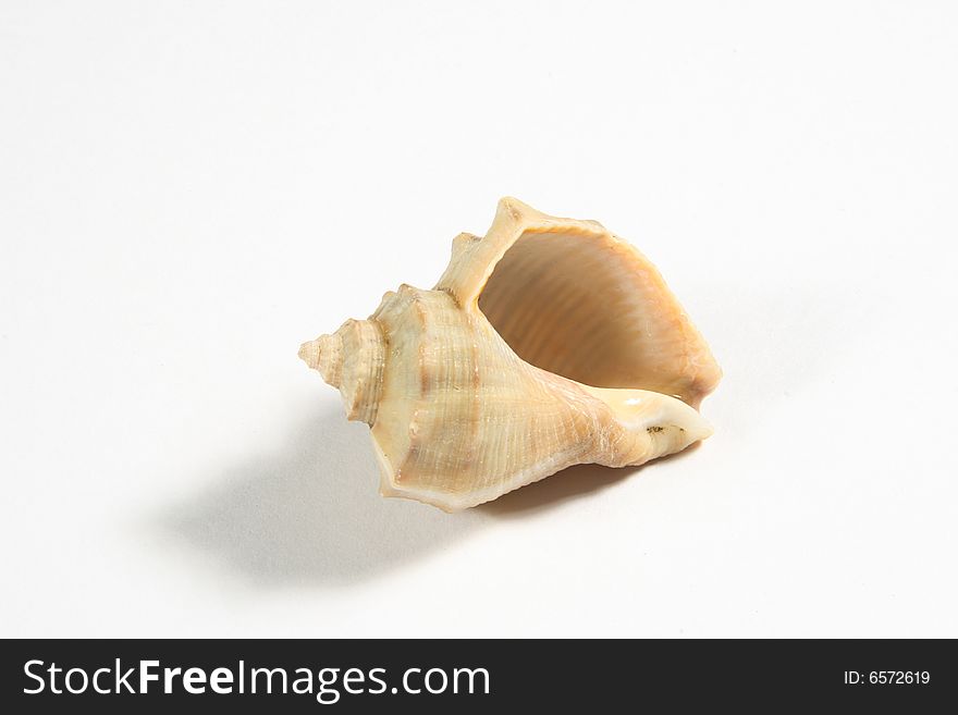 Sea rapa shell on white background.