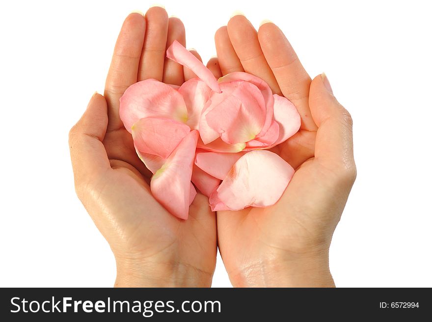 An image of rose petals on the palm. An image of rose petals on the palm