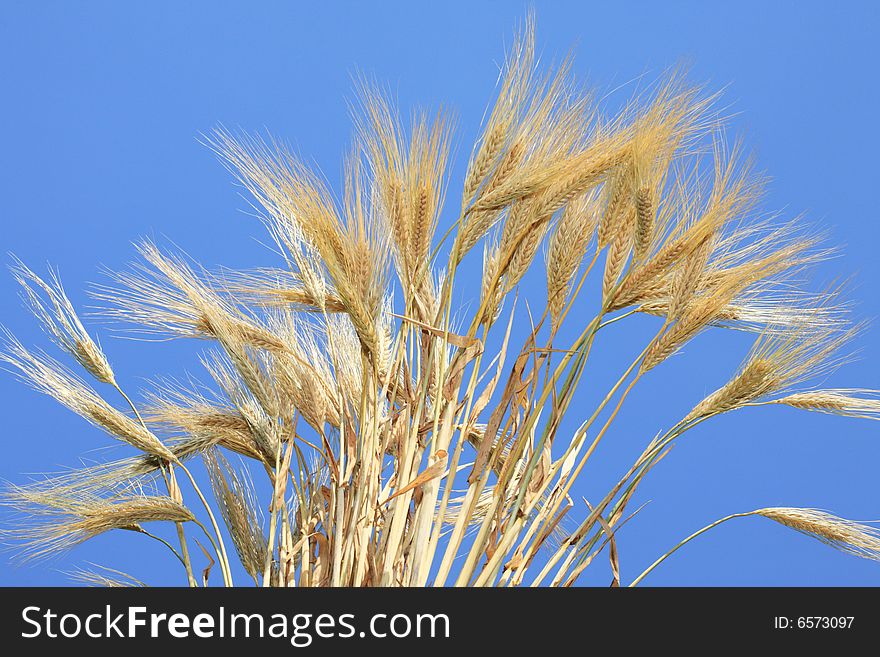 Wheat stems against a blue sky. Wheat stems against a blue sky.