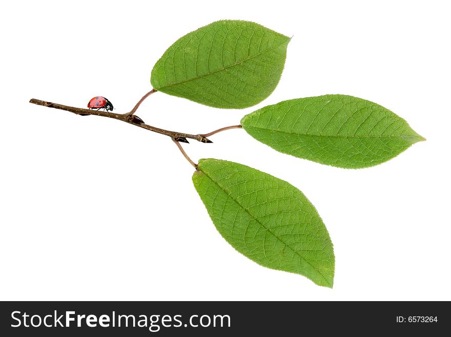 Bird cherry branch on a white background. Bird cherry branch on a white background