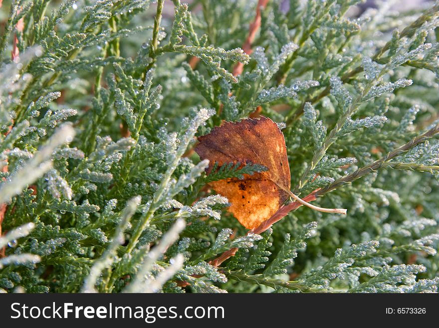 Dry leave on a juniper. Dry leave on a juniper